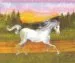 AudioLibro Princess top Horses Coloring Book (Ref. T-651-002) de Varios Autores