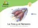 AudioLibro La Foca y el Flamenco: Tren de las Palabras de Varios Autores